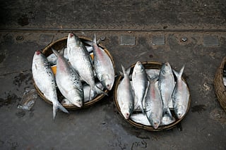 Its Hilsa Time all over Kolkata 