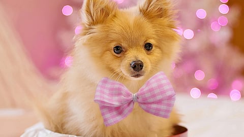 Head to this pet festival in Bengaluru with your furry friends this weekend