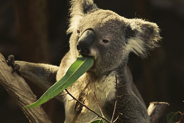 Koalas eating Eucalyptus  leaves