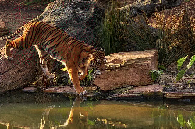 Tiger Johnny on his way to find his love