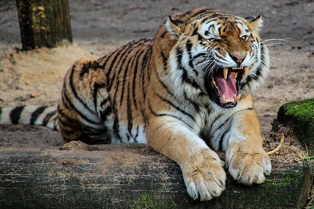This tiger fought and killed a 14-foot crocodile to protect her cubs