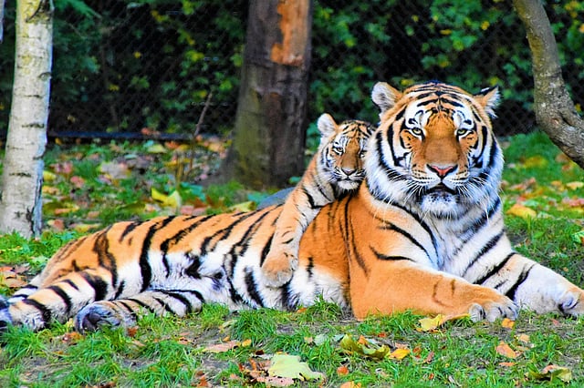 Mausi Maa tiger in Madhya Pradesh’s Sanjay Tiger Reserve
