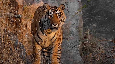 International Tiger Day 2025: Sariska National Park, Rajasthan