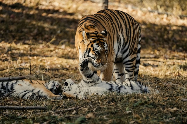 Legendary tiger mom in Pench