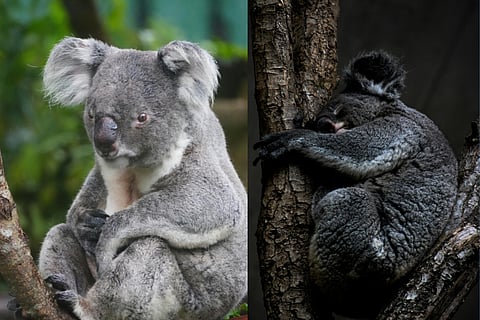 When love fails, Koalas just give up and goes off to sleep