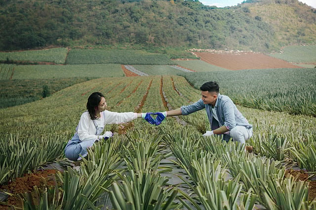 Whats the hype with the kew pineapples? 