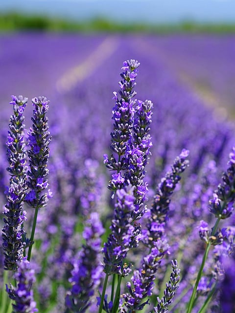 Why is lavender water your go-to option for beauty and home?