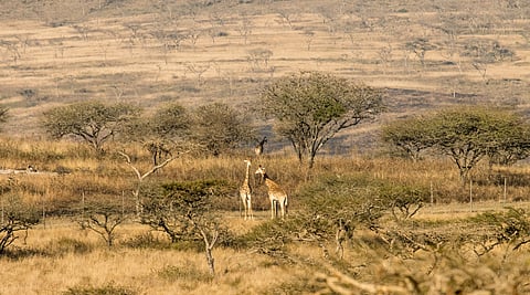 Ever been to a wildlife sanctuary or National Parks and heard guides talk about buffer zones and core zones