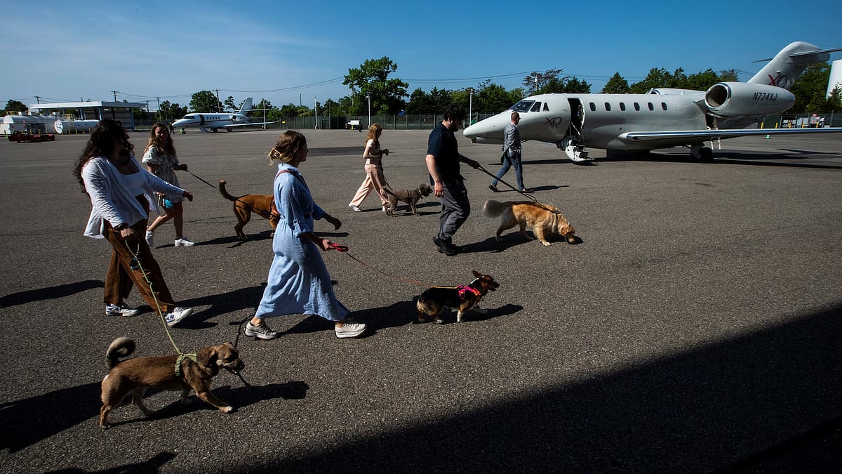 Private Jet Travel With Dog: Ultimate Guide for Luxurious Pet Journeys