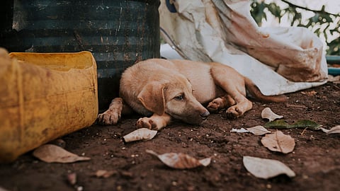 How many street dogs die a day in India