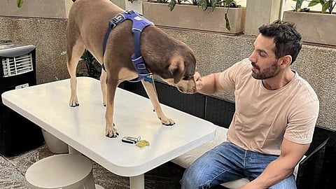 John Abraham addressed the much-debated stray dogs ruling