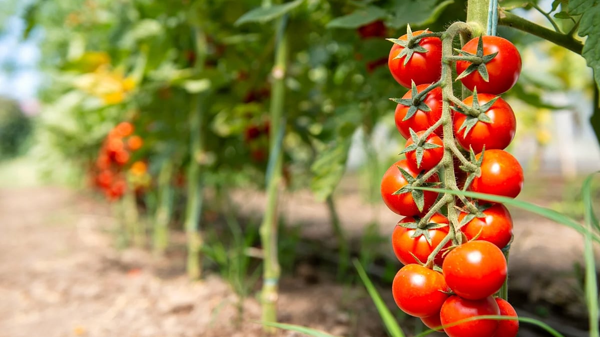 How to tell when your garden veggies are ripe for harvesting