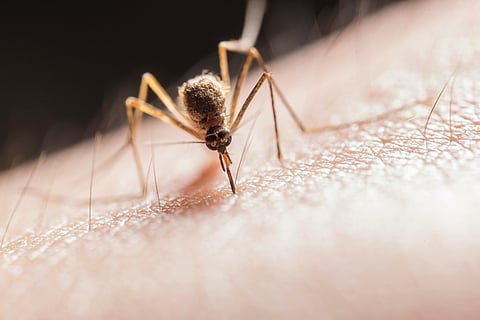 This World Mosquito Day, lets check the truth behind the existence of these creatures 