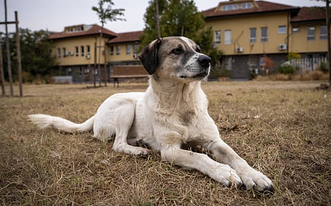 Stray dogs in Delhi will be released from shelters