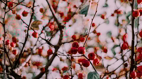 Your guide to identifying edible berries in the wild 