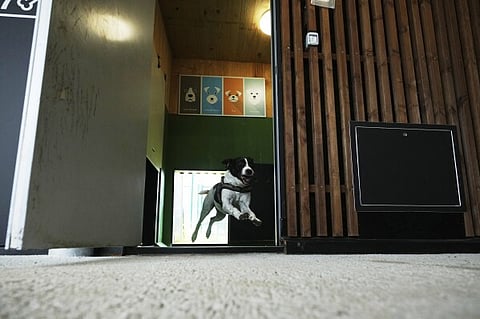 Rome’s Fiumicino Airport opens a luxury hotel for travelling dogs