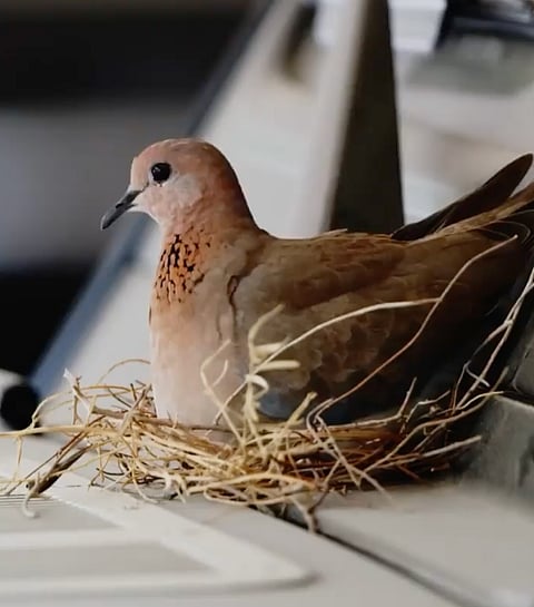 Pet Fed 2025 is back – India’s biggest pet festival returns to Pune, Delhi, Mumbai & Bengaluru