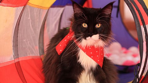 Pet Fed 2025 is back – India’s biggest pet festival returns to Pune, Delhi, Mumbai & Bengaluru