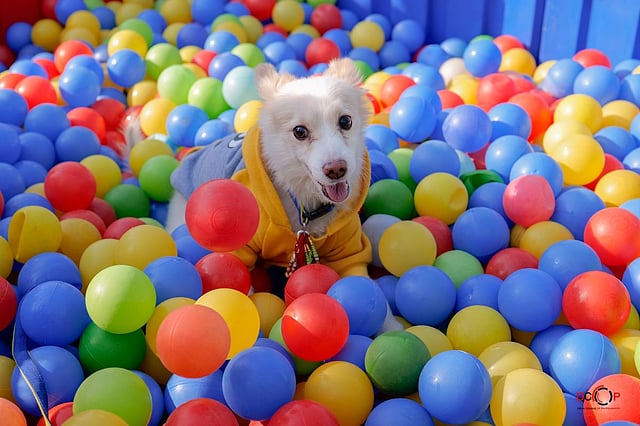 Biggest pet event in India – Pet Fed 2025 returns with new cat zones & pet discovery corners