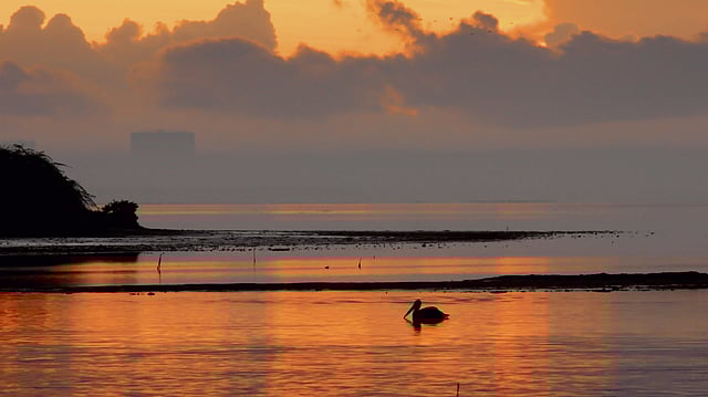 Pelican in Wild Tamil Nadu