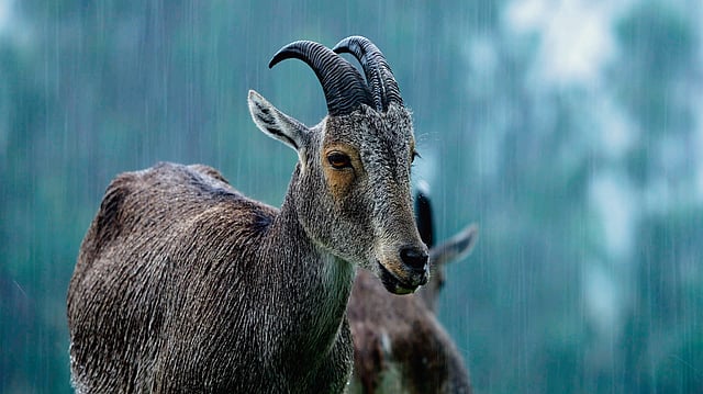 Nilgiri tahr, the state animal in Wild Tamil Nadu