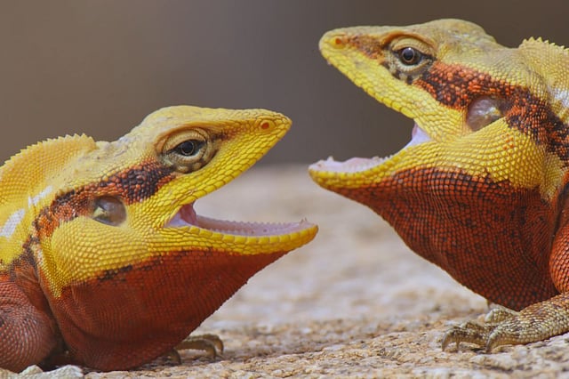 Rock agama captured for Wild Tamil Nadu