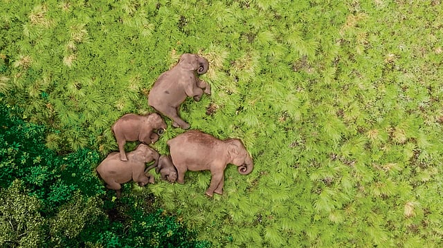 Elephants captured in the Shola Forests for Wild Tamil Nadu