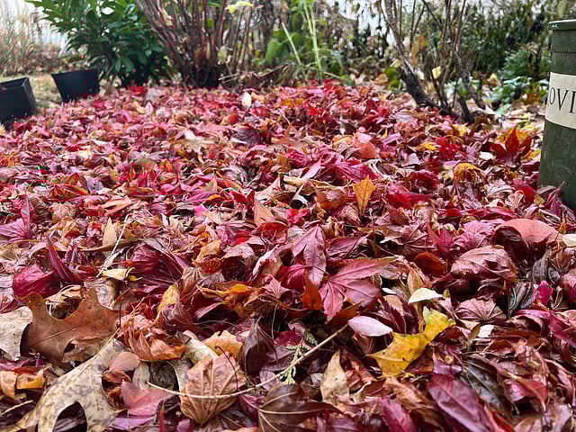 How to turn your garden into a haven for birds
