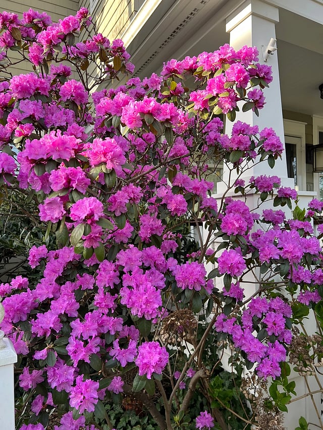 How to replant wisely for a healthier, thriving garden