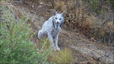 White Iberian Lynx