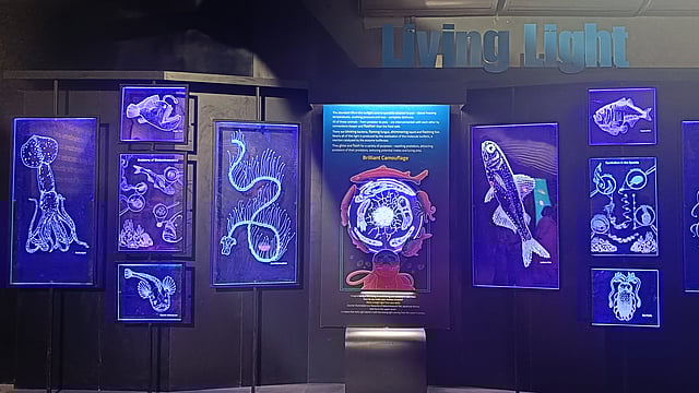 Bioluminescence at BITM Kolkata 