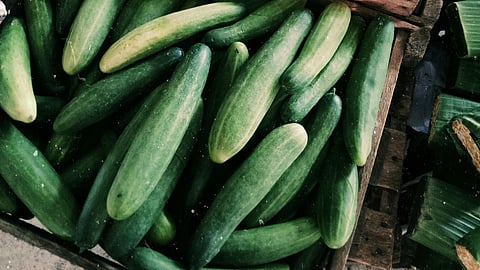 Bitter cucumbers