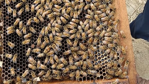 Let's explore Delhi's beekeepers