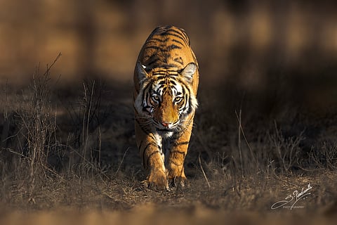 S Prashanth brings the forest to the city with his new wildlife exhibition