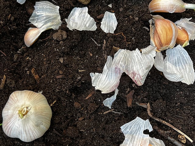 Simple autumn chores that set your spring garden up for success