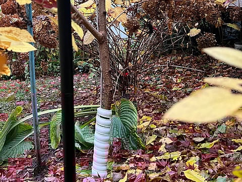 Simple autumn chores that set your spring garden up for success