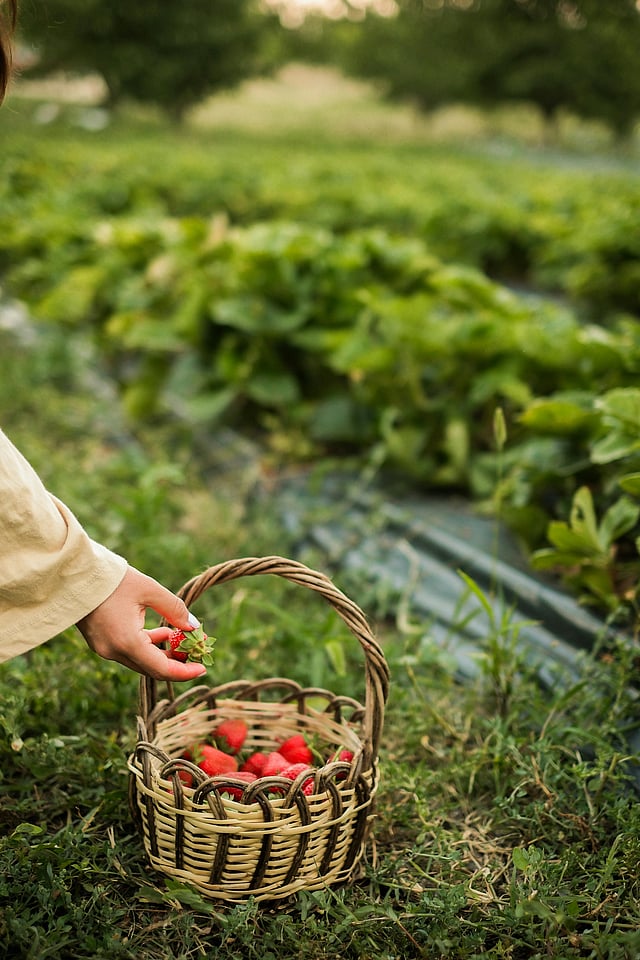 Strawberry picking dos and donts