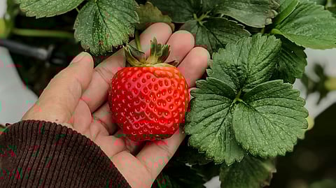 Strawberry Picking 