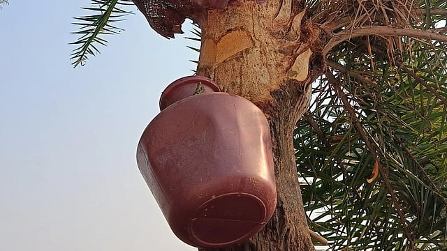 Khejur gur is a winter Bengal delicacy 