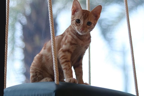 Step into a cat lover’s paradise where kittens rule and cuddles are mandatory