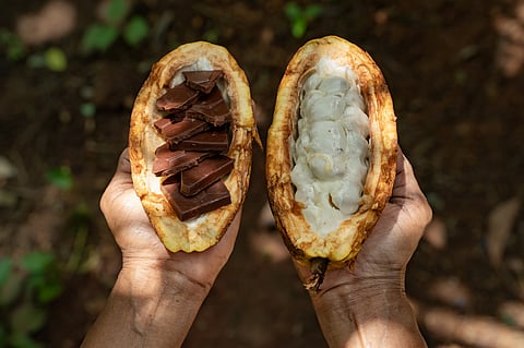 Indian Cacao & Craft Chocolate Festival, this year, is themed The Cacao Renaissance