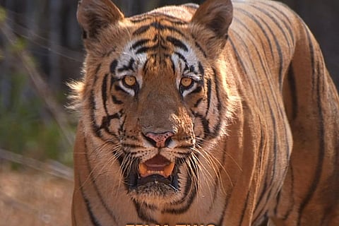 A still from Tiger Legacy