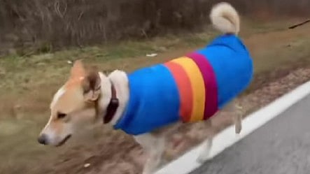 Here are five things you probably did not know about Aloka