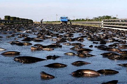 A town that rain fish from sky
