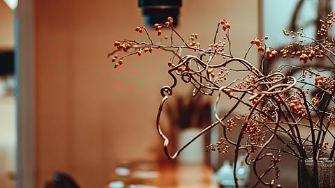 OrangeDay cafe in Sengawa