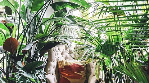 How to create a calming nature nook with indoor plants