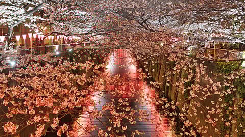 Japan’s cherry blossom festival cancelled this year