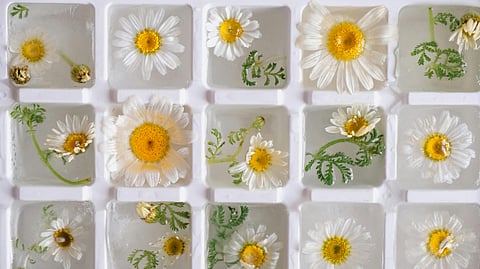 Ice cubes trays are for freezing ice …but they are used for many more kitchen hacks