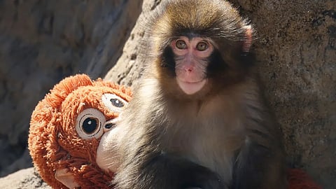 Why is Punch the monkey going viral?