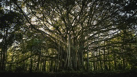 The Banyan Tree is inevitably a point of curiosity especially with several folklores surrounding it. Is it just the folk influence or there is science to it? 